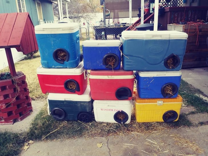 Hombre transforma ‘coolers’ viejos en refugios para gatitos de la calle