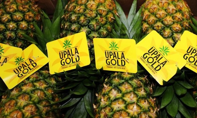 Upala Gold: La piña que reina en la región