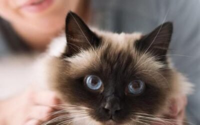 ¿Cuándo la mascota reconoce al dueño?