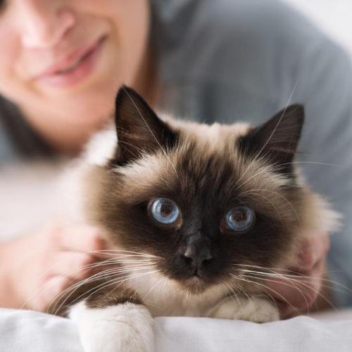 ¿Cuándo la mascota reconoce al dueño?