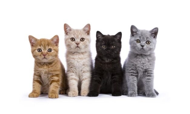 11 cosas que todo dueño de un gato debe hacer