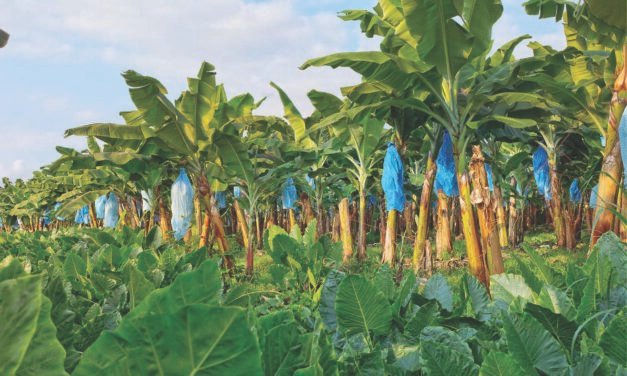 Federación de Municipalidades de Cantones Productores de Banano de Costa Rica: 40 años promoviendo el desarrollo local y regional