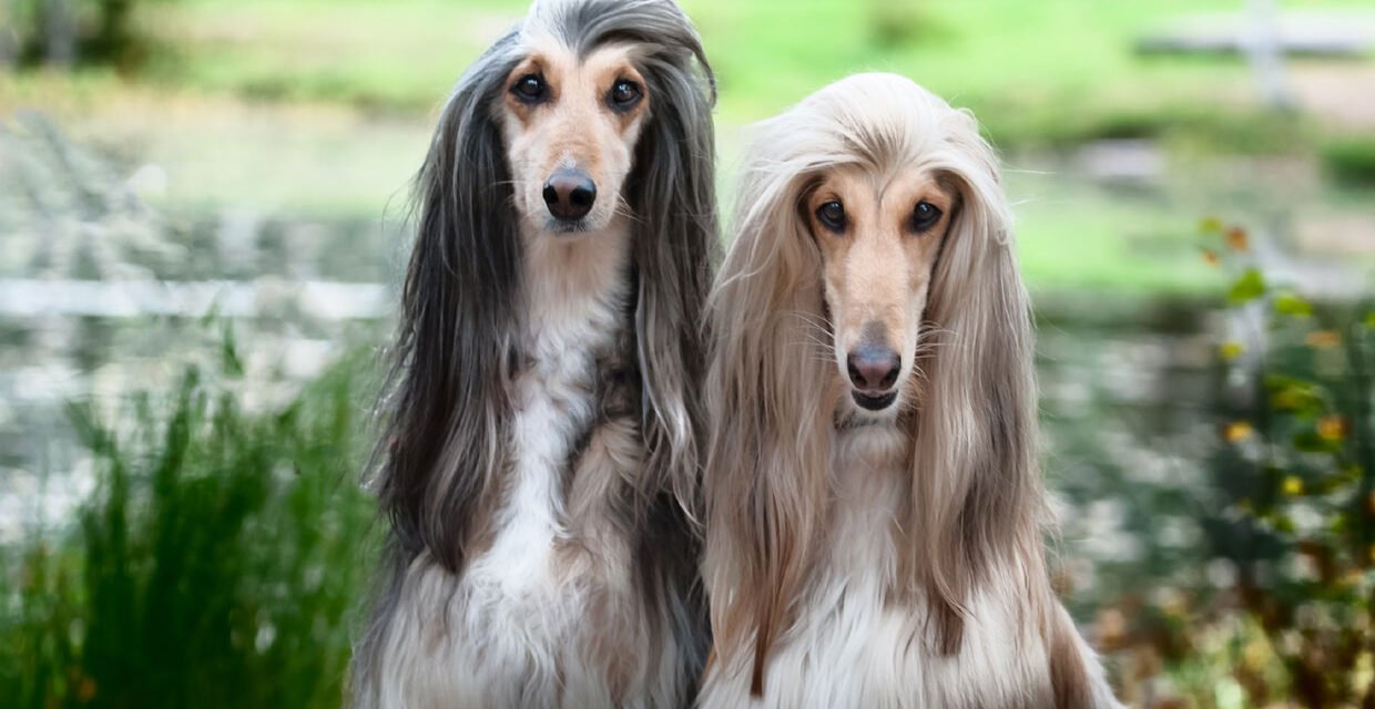 Razas de los 5 perros más elegantes del mundo