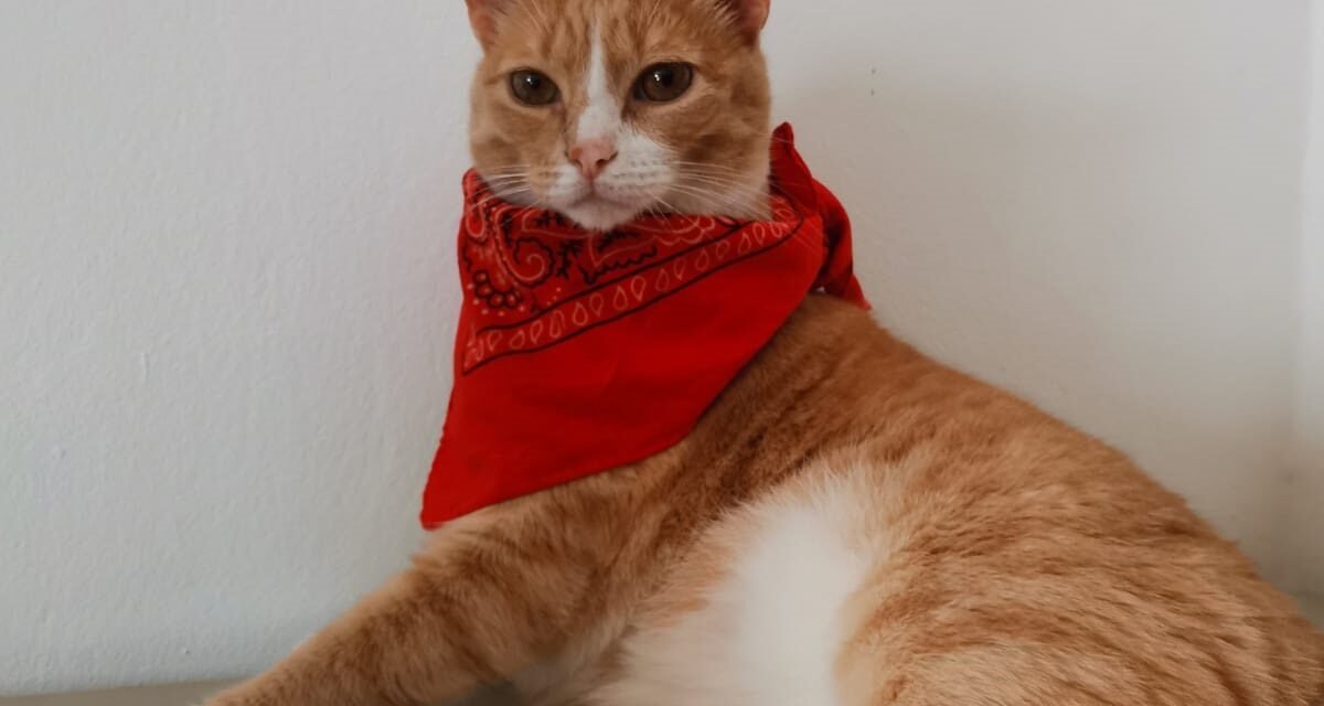 ¿Cómo saber si un gato es feliz?