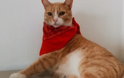 ¿Cómo saber si un gato es feliz?