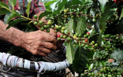 Regiones Cafetaleras de Costa Rica.
