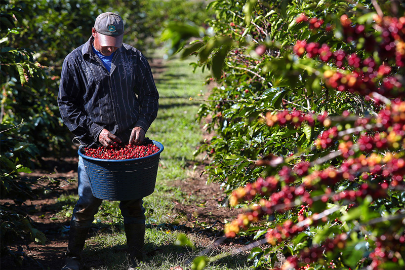 recogedores-de-cafe-coffee-pickers-hombres-y-mujeres-para-recolectores-de-cafe