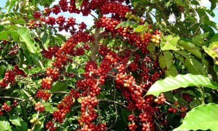 NUEVO DIFERENCIADOR DEL CAFÉ DE COSTA RICA