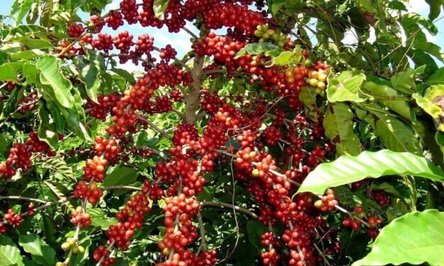 NUEVO DIFERENCIADOR DEL CAFÉ DE COSTA RICA