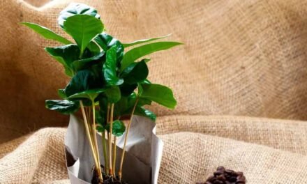 CUIDADOS DE LA PLANTA DE CAFÉ