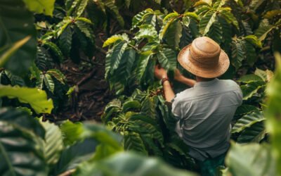 RENOVACIÓN DE CAFETALES