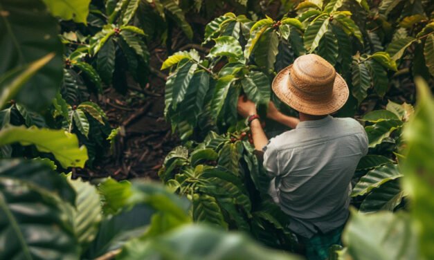 RENOVACIÓN DE CAFETALES